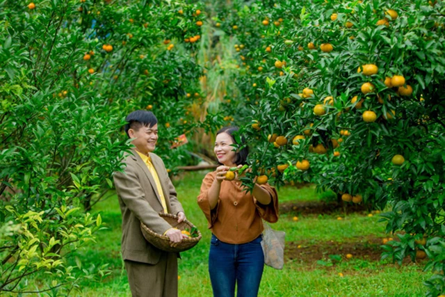 Thành viên HTX nông nghiệp ở Hà Giang có lãi lớn khi cam được mùa, được giá