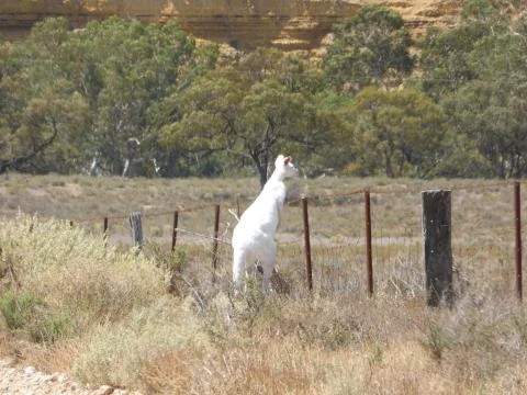 Chú kangaroo màu trắng được phát hiện thấy ở Nam Úc vừa qua.
