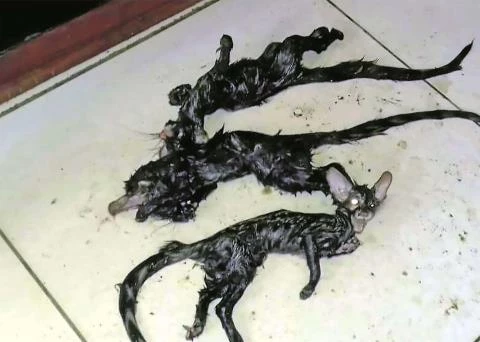 4 sinh vật có hình thù kì dị đã bị giết chết.