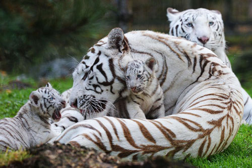 3 con giáp 'lật ngược thế cờ', 7 ngày tới trúng số độc đắc, giàu nhất thiên hạ