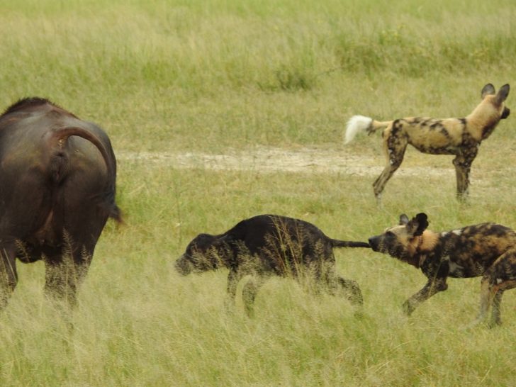 Trâu rừng con chết thảm trước bầy chó hoang