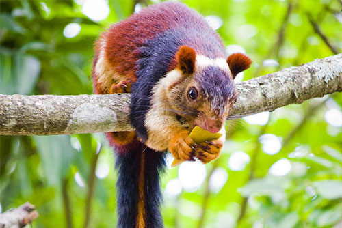 Cuộc sống thú vị của loài sóc có bộ lông sặc sỡ đến kỳ lạ ở Ấn Độ