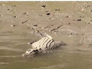 Cận cảnh cá sấu săn giết lợn rừng con đầy ‘ám ảnh’