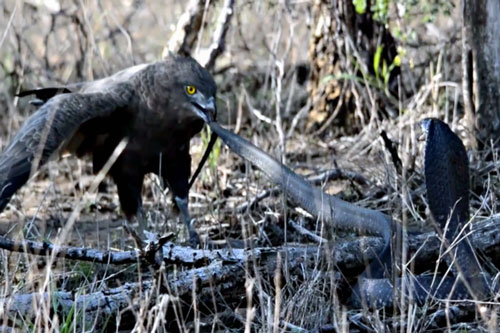 Rắn hổ mang ác chiến giành sự sống trước đại bàng nâu