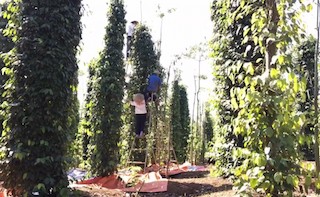 Bình Phước: Giá hồ tiêu xuống thấp, nông dân điêu đứng