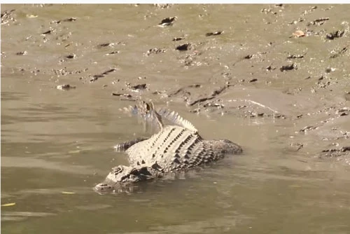 Cá sấu đang rình rập con mồi để chuẩn bị tấn công.