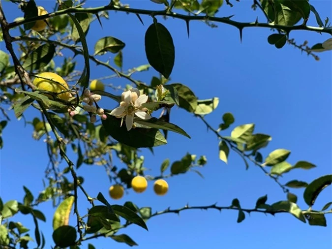 Khu vườn ngập trái cây của Phương Thảo - Ngọc Lễ tại Mỹ - Ảnh 4.