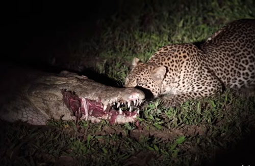 CLIP: Báo hoa mai cướp mồi của cá sấu trong đêm tối