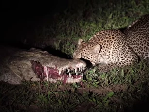 CLIP: Báo hoa mai cướp mồi của cá sấu trong đêm tối