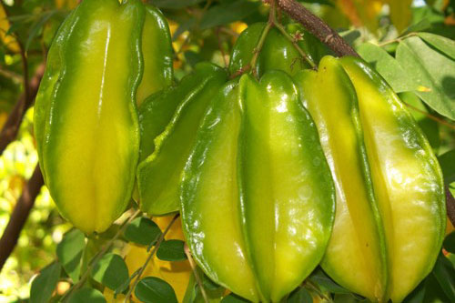 Quả khế và những tác dụng bất ngờ mà bạn không nên bỏ lỡ