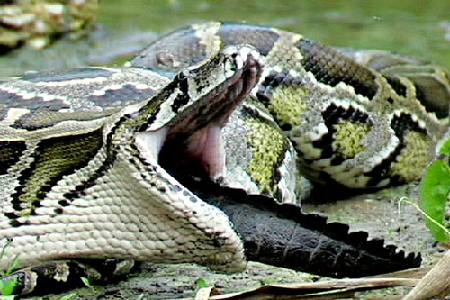 Những khoảnh khắc săn mồi đáng sợ của trăn Miến Điện khổng lồ ở Mỹ