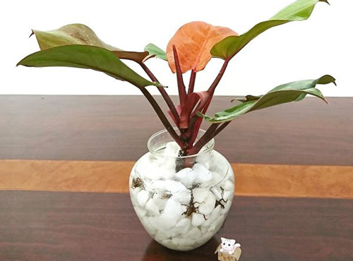 Đặt những cây phong thủy này trên bàn làm việc, sự nghiệp lên "như diều gặp gió"