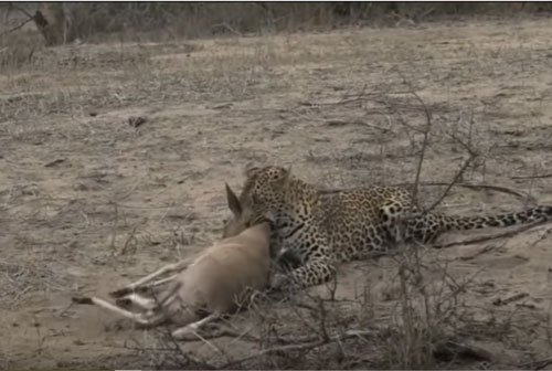 CLIP: Báo hoa mai đoạt mạng linh dương trong 'chớp mắt' 