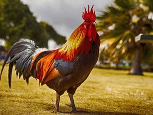 3 ngày tới, những con giáp này có thể trúng số độc đắc, vét hết tiền của thiên hạ