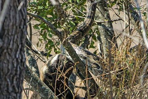 'Hạ cú chốt cuối', lửng mật thịt gọn trăn châu Phi khổng lồ