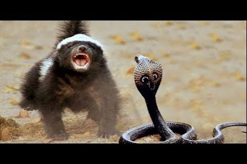 Loài động vật nhỏ bé nhưng lại khiến rắn độc 'sợ phát sốt'