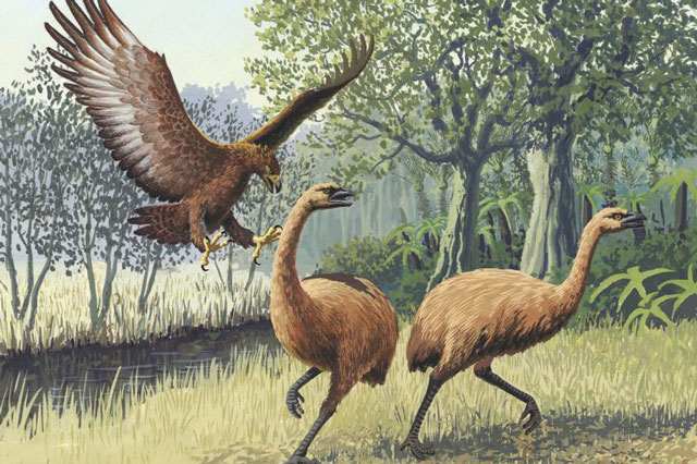 Giải mã bí ẩn về loại đại bàng khổng lồ, bị đồn thổi thích ăn thịt người