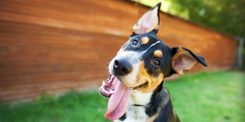 CLIP: Tại sao chó thường nghiêng đầu khi nghe người nói?