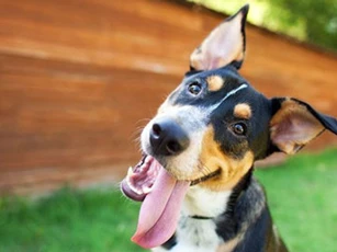 CLIP: Tại sao chó thường nghiêng đầu khi nghe người nói?