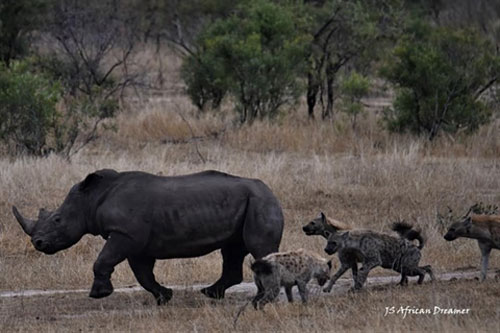 Linh cẩu hợp sức săn tê giác: 'Làm liều ăn nhiều'