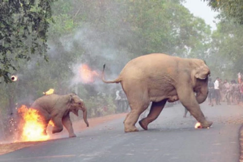 Hai mẹ con chú voi bị con người tấn công.