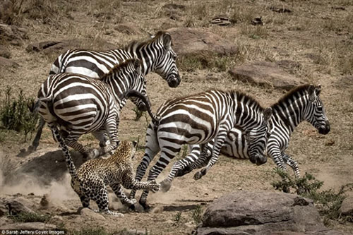 Hết linh dương tới ngựa vằn cho báo đốm 'ôm' đau đớn