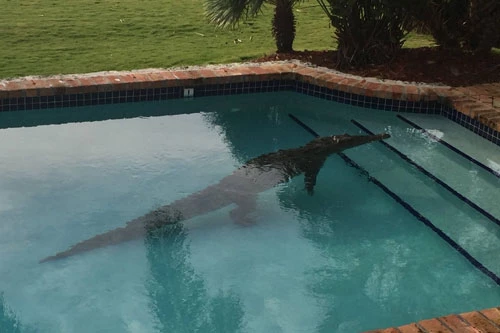 Cá sấu được phát hiện trong bể bơi ở Florida.