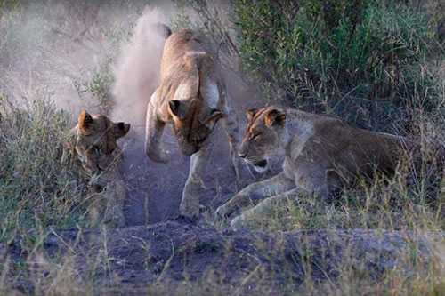 Bầy sư tử đào hang, lôi lợn rừng lên 'chén thịt'