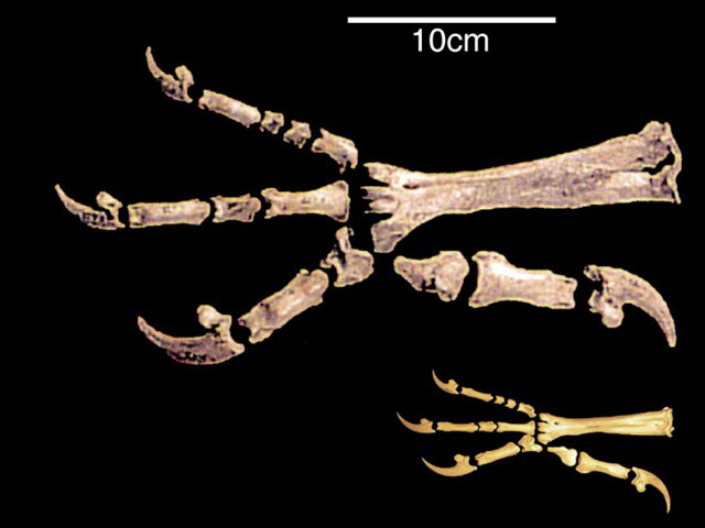 Kích thước xương chân của đại bàng Haast so với loài đại bàng hiện nay.