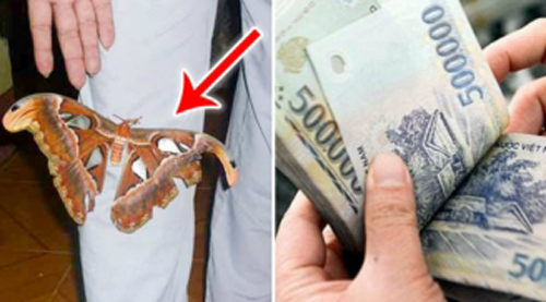 Vô tình gặp điều này chứng tỏ bạn rất may mắn, được Thần Tài phù hộ