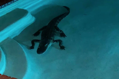 Chú cá sấu do cô Kerri Kibbe ở Florida phát hiện trong bể bơi nhà mình.