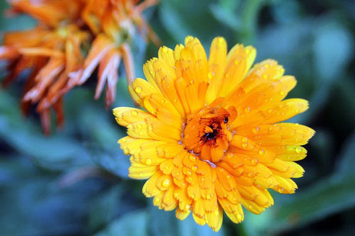 3 con giáp giàu lên 'khủng khiếp', dễ dàng sắm nhà lầu, xe hơi trong năm Canh Tý 2020