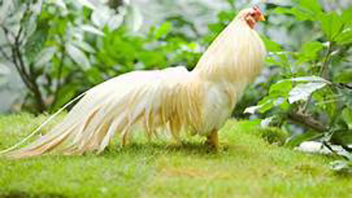 Năm Canh Tý: 3 con giáp vướng họa tiểu nhân, đen đủ đường, tài vận "xuống cấp"