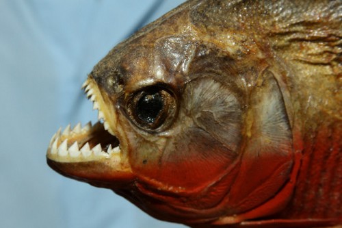 Hãi hùng trước Top 10 loài  ‘thủy quái’ đáng sợ nhất thế giới