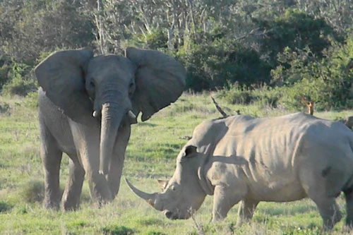 Trong khi đó, chú voi cũng không phải dạng vừa khi dùng vòi quấn lấy cành cây để tấn công con tê giác.