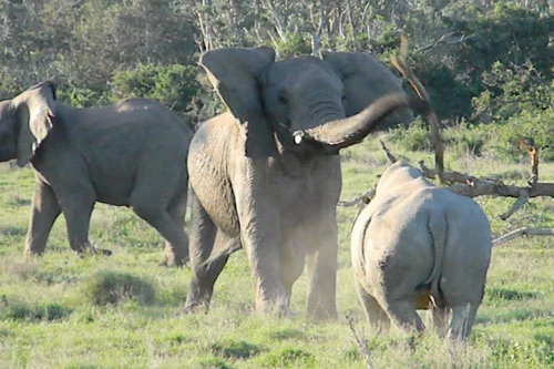 Điển hình như trong khoảnh khắc này, con tê giác đã tỏ ra cực kỳ bực tức và đòi tấn công voi khi cho rằng đối thủ đang xâm nhập vào lãnh thổ của nó.