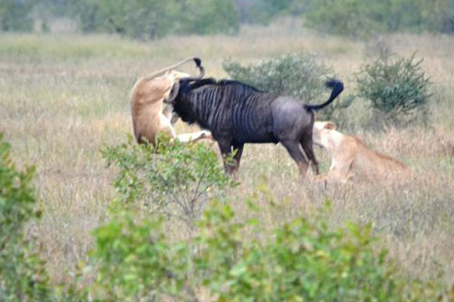 Linh dương đầu bò tung ‘độc chiêu’ húc thủng đùi sư tử