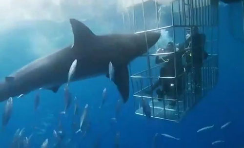 Cá mập trắng chết thảm vì kẹt vào lồng thợ lặn