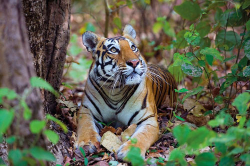 Những bức ảnh đẹp mê hồn về thế giới động vật hoang dã ở Ấn Độ