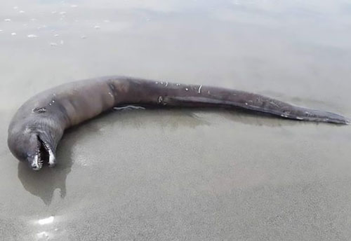 Sinh vật kỳ quái không có mắt dạt vào bờ biển Mexico