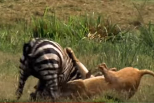 CLIP: Sư tử "tung đòn hiểm" đoạt mạng ngựa vằn