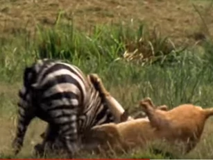 CLIP: Sư tử "tung đòn hiểm" đoạt mạng ngựa vằn