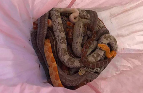 Bí ẩn những chiếc vỏ gối chứa trăn, rắn bên ngoài trạm cứu hỏa ở Anh