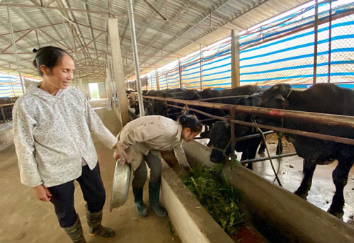 Hòa Bình: Thu nhập tiền tỷ từ trại bò trăm con ở thôn Voi