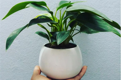 5 loại cây "nghe tên đã thấy giàu" đặt trong phòng khách hút tài lộc cực đỉnh