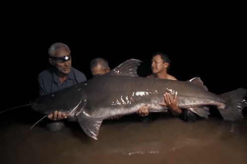 Cần thủ Anh tóm gọn cá trê khổng lồ, nặng hơn 100kg