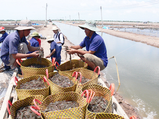 Cà Mau: Ngành chế biến tôm như "ngồi trên đống lửa" vì dịch Covid-19