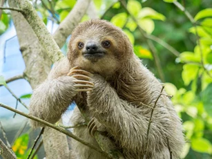 CLIP: 'Bất ngờ' với thời gian các loài động vật dành để ngủ