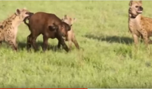 CLIP: Nghé con chết thảm khi bị đàn linh cẩu tấn công