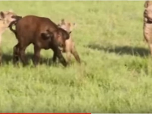 CLIP: Nghé con chết thảm khi bị đàn linh cẩu tấn công